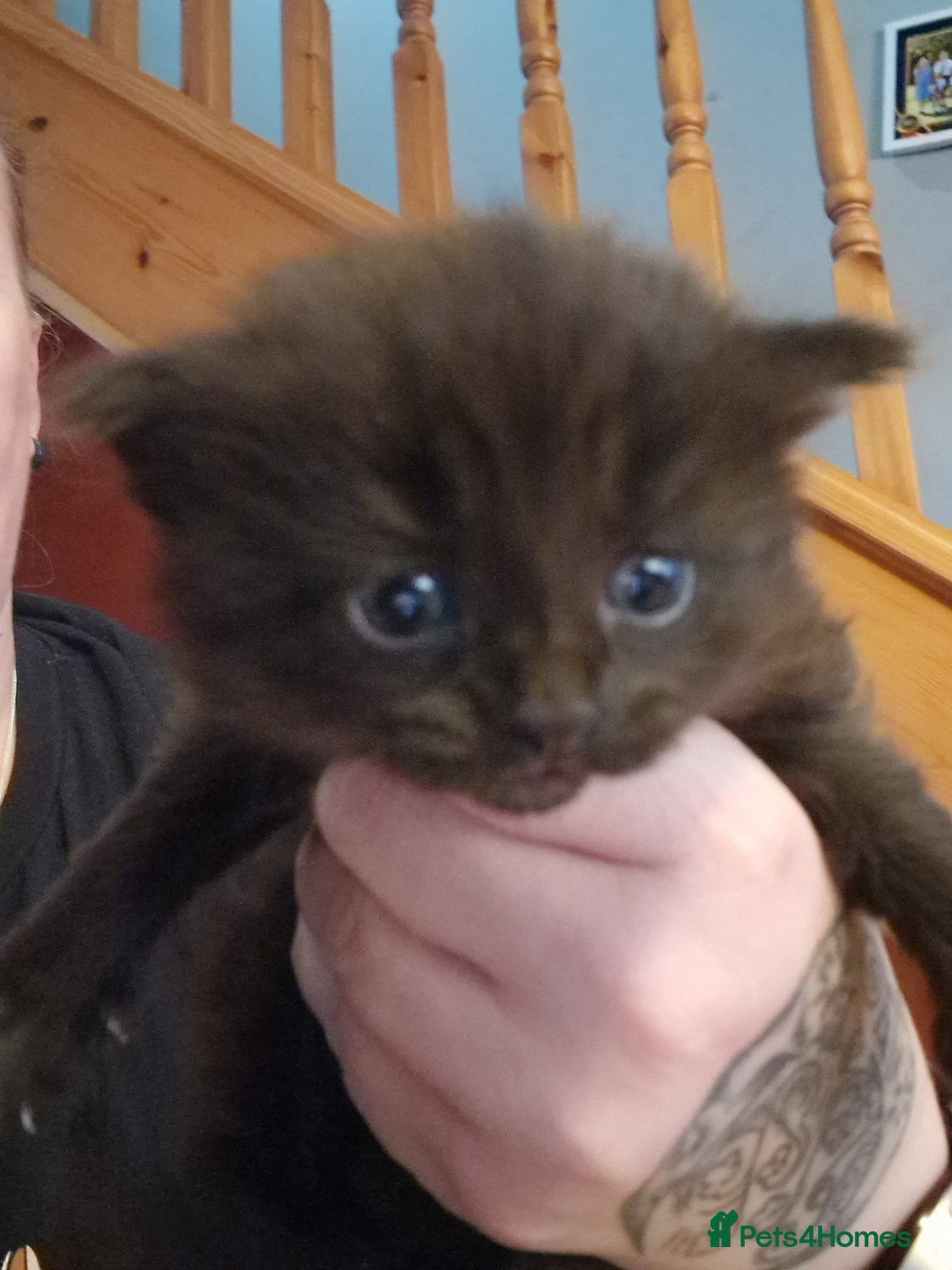 British Longhair cats for sale: 4 Adorable kittens for sale  - Advert 8