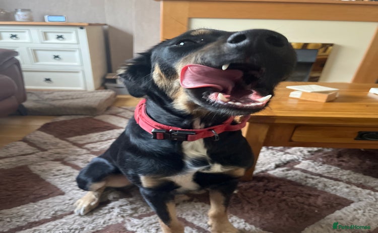 Mixed Breed dogs - Advert 1