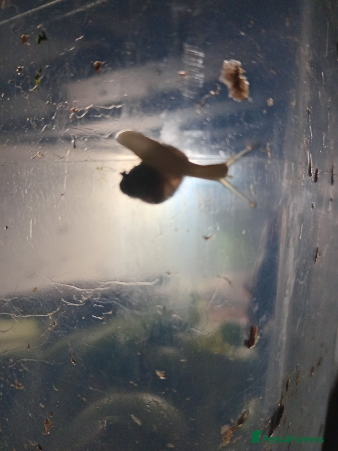 Snails invertebrates for sale: Albino giant African land snails- Fulica - Advert 21