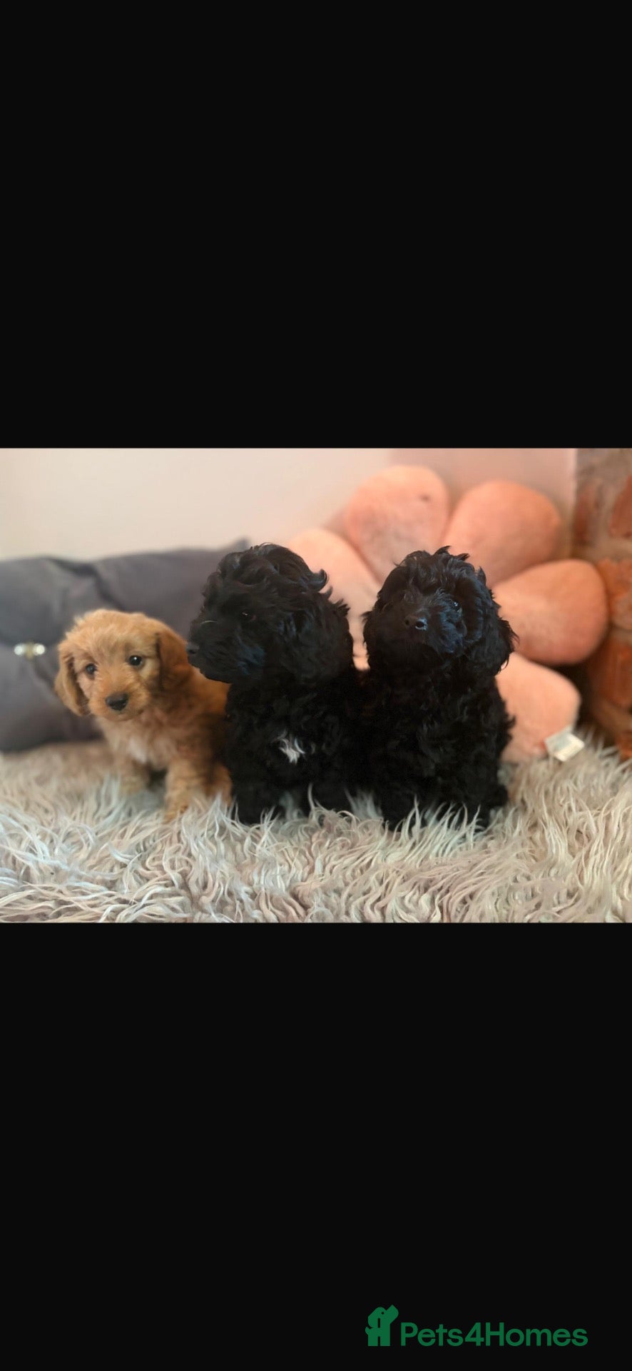 Doxiepoo dogs Doxiepoo puppies  - Advert 2