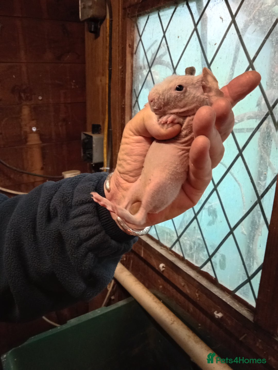 Guinea Pig rodents for sale: Skinny pigs  - Advert 2