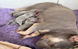 French Bulldog dogs for sale: Gorgeous French bulldog puppies READY MONDAY!!  - Image 8