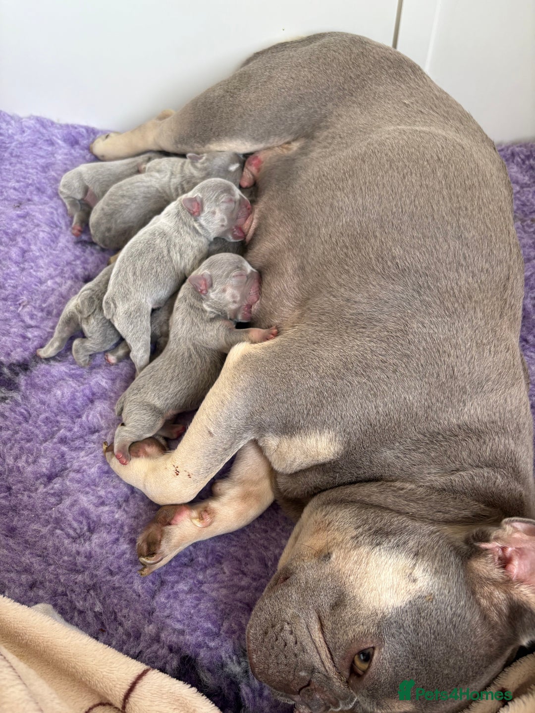 French Bulldog dogs for sale: Gorgeous French bulldog puppies READY MONDAY!!  - Image 8