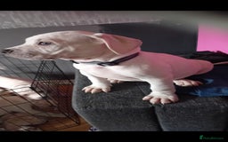 Cane Corso dogs for sale: Beautiful rear straw/white cane corso puppies. - Image 10