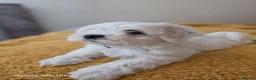 Maltese dogs for sale: Maltese  - Advert 7