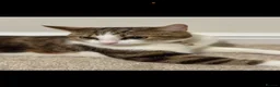 Mixed Breed cats for sale: Kittens  in West Bromwich - Advert 6