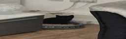 Mixed Breed cats for sale: 3 cute kittens (male) in Plymouth - Advert 8