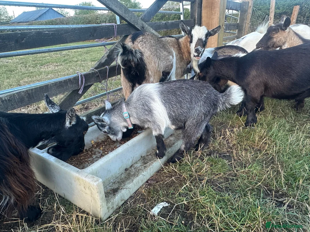 Goats livestock for sale: 4 stunning Pygmy Goat Wethers - Advert 5