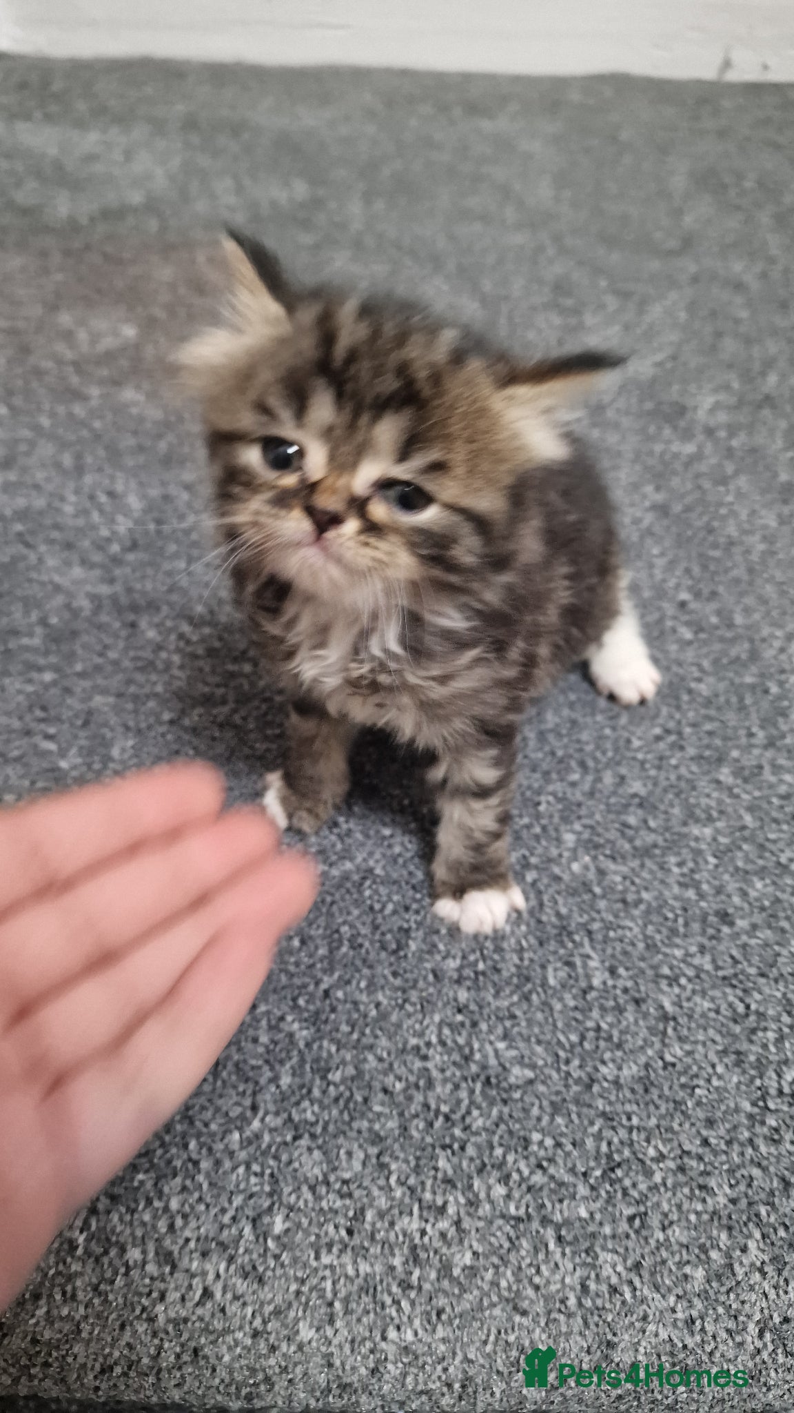Mixed Breed cats 4 stunning tabby kittens for sale  - Advert 1