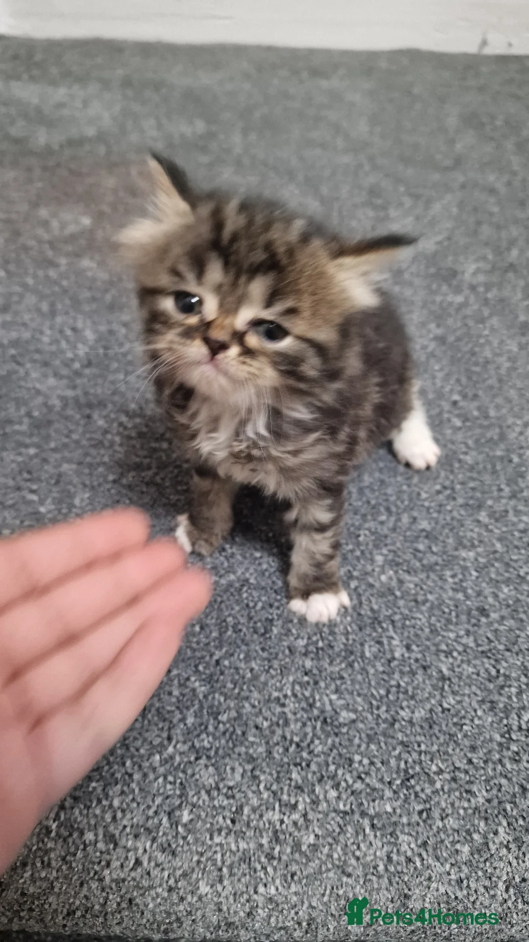 Mixed Breed cats for sale: 4 stunning tabby kittens for sale  - Advert 1