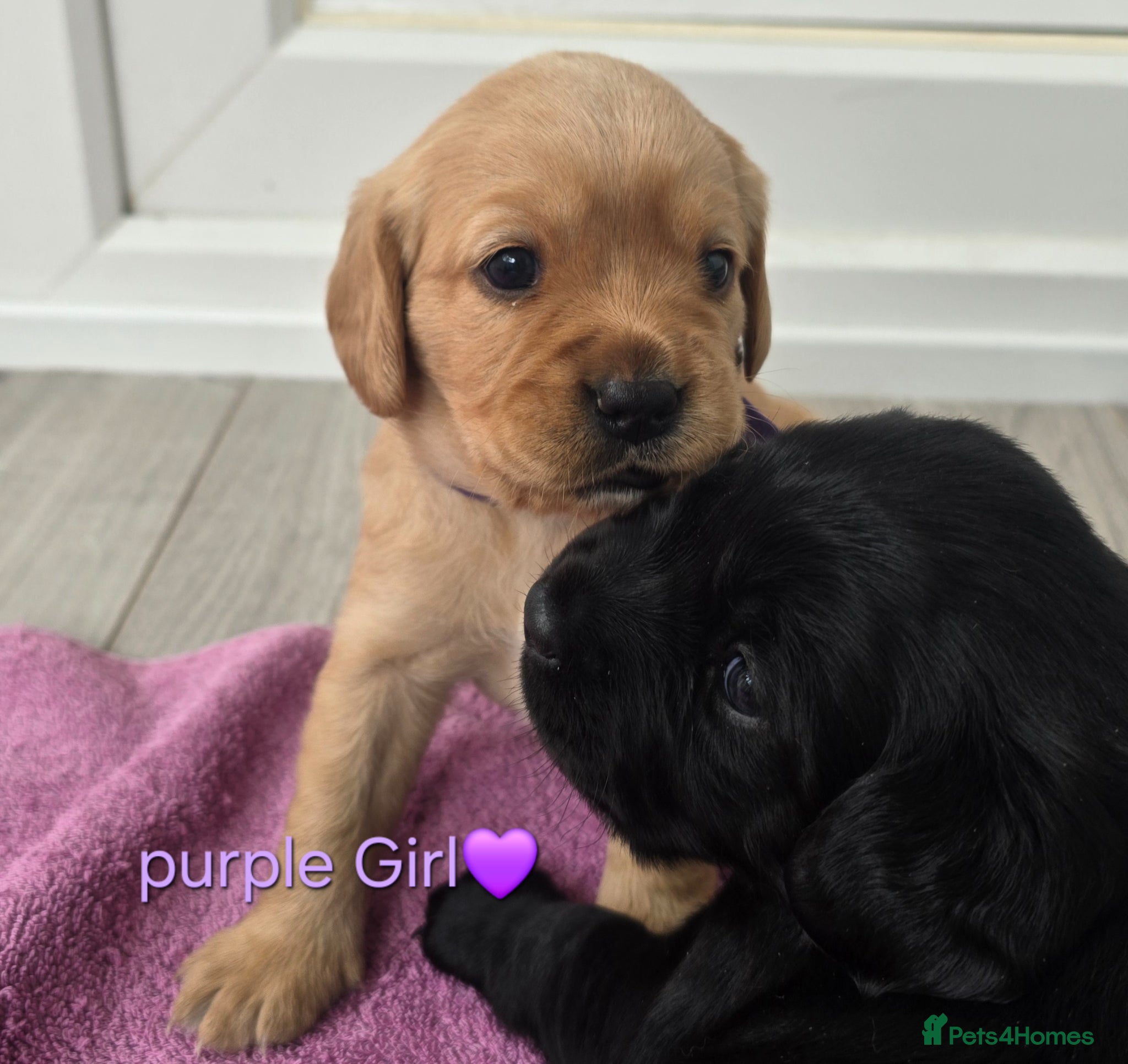 Mixed Breed dogs Beautiful F1 Cavadors. Rare breed!  - Advert 1