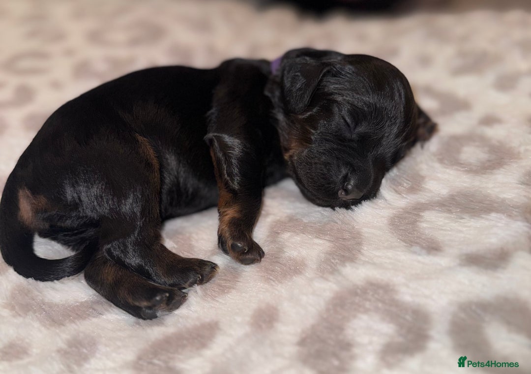 Cocker Spaniel dogs for sale: Health tested KC Registered working cocker Spaniel - Advert 10