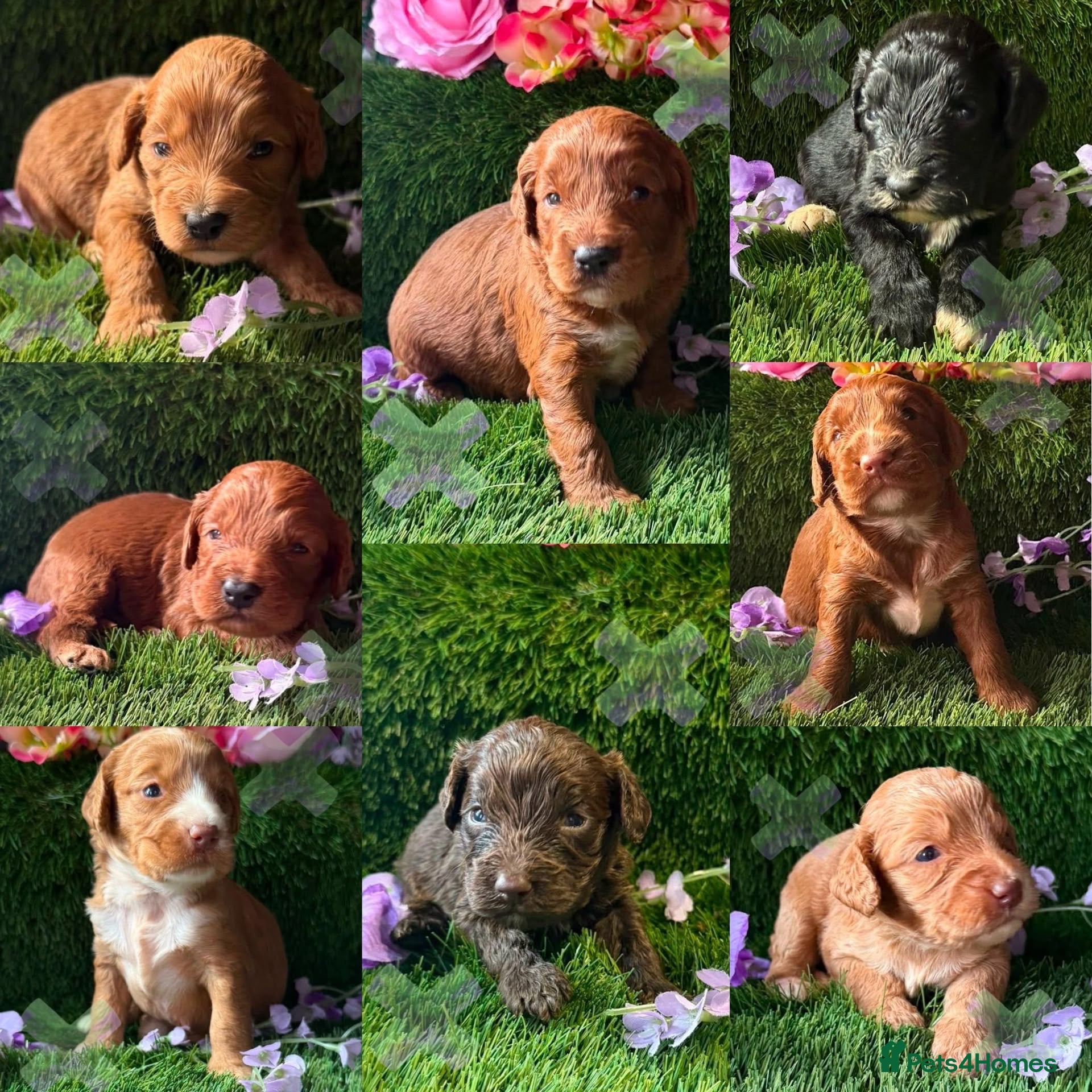 Cockapoo dogs F1 mini Cockapoo’s various colours 30 dna clear  - Advert 1