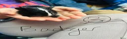 Guinea Pig rodents for sale: We have two litters of guinea pigs - Advert 3