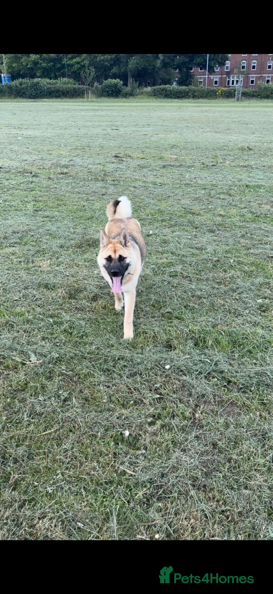 Akita dogs 8 months akita - Advert 2