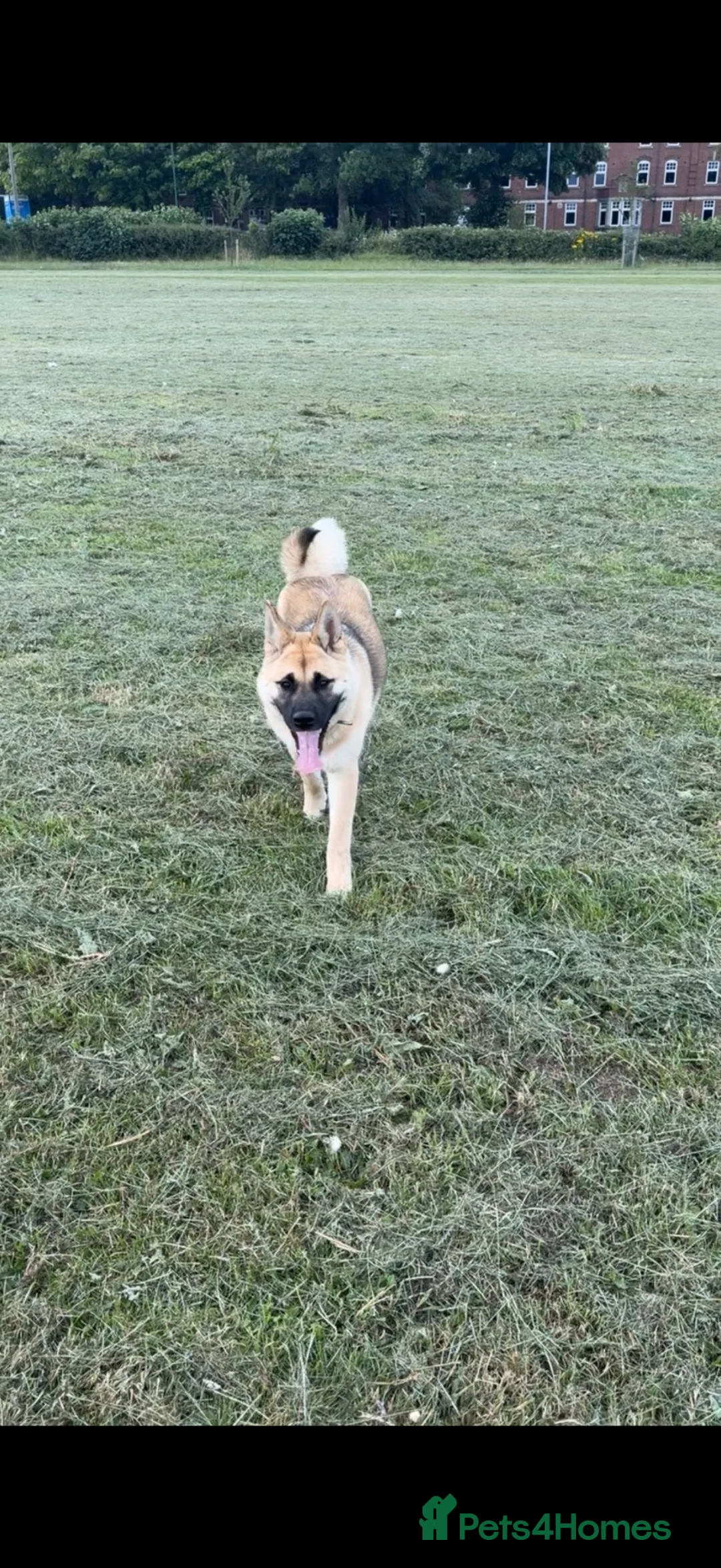 Akita dogs for sale: 8 months akita in Walsall - Advert 1