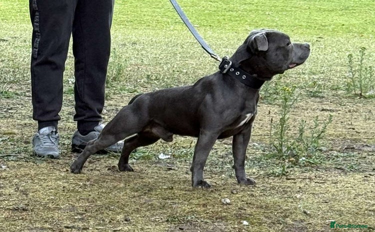 Staffordshire Bull Terrier dogs - Advert 1