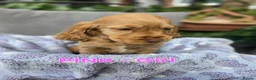Cocker Spaniel dogs for sale: Beautiful 100% Cocker Spaniel puppies- litter of 6 - Advert 21