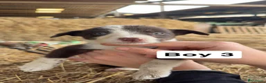 Border Collie 7