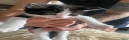 Mixed Breed cats for sale: Kittens for sale £100  in Sowerby Bridge - Advert 11