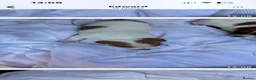 Jack Russell dogs for sale: Jack Russell puppies  - Advert 5