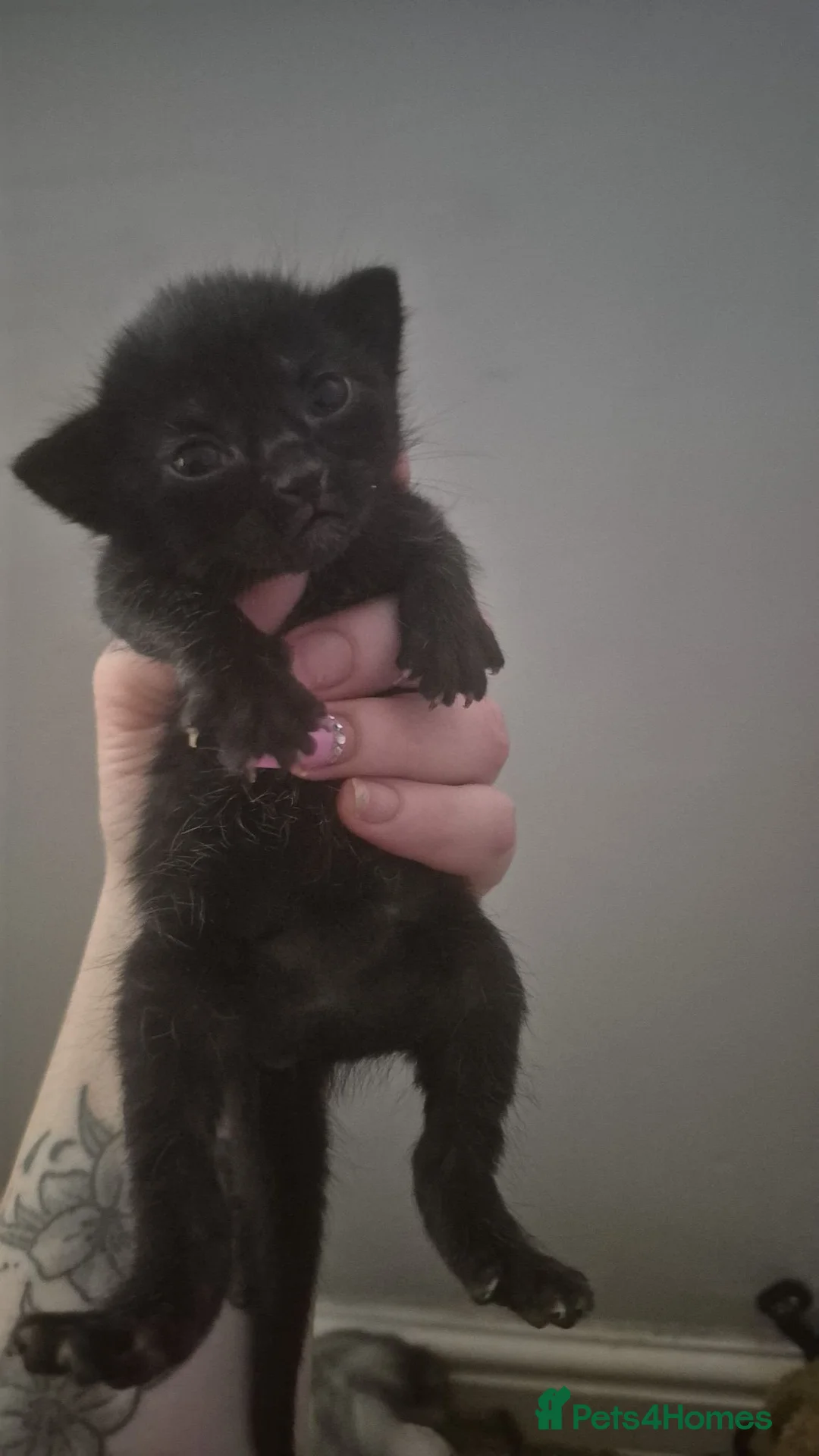 Russian Blue cats for sale: Stunning kittens for sale - Advert 2