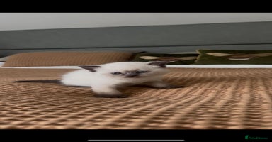 British Shorthair cats in Ingatestone - Advert 12