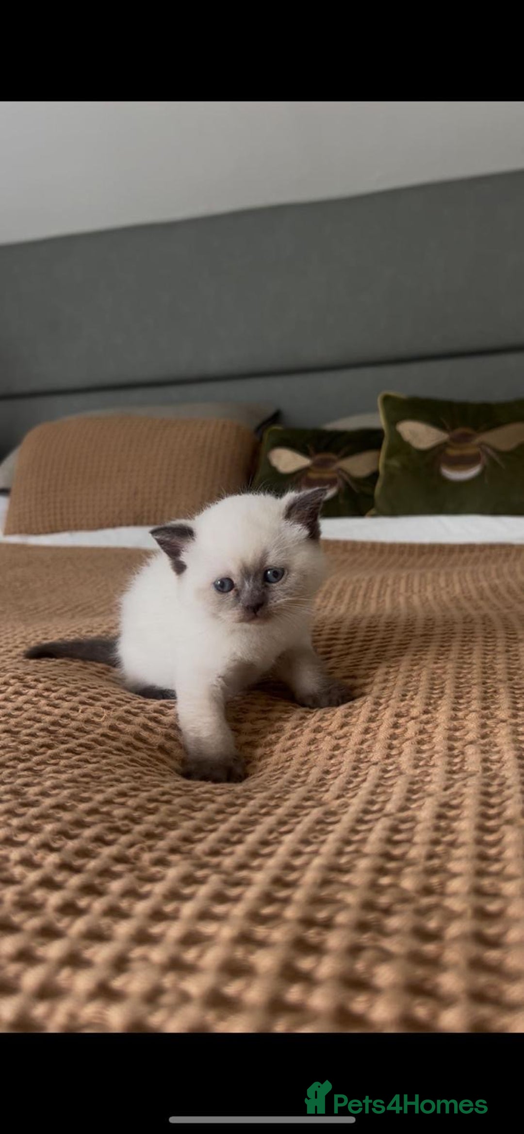 British Shorthair cats for sale: READY NOW SEAL POINTED BRITISH SHORTHAIR MALE in Ingatestone - Image 4