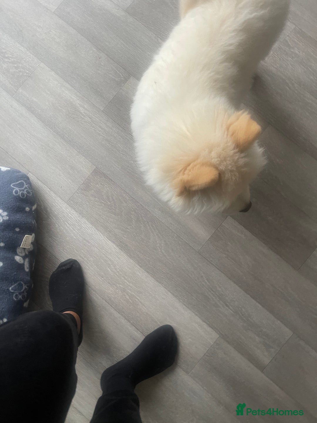 Chow Chow dogs for stud: Chow chow  in Waltham Abbey - Image 4