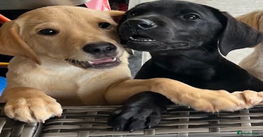 Labrador Retriever dogs - Advert 2