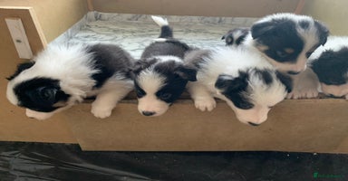 Border Collie dogs - Advert 9