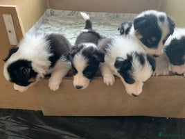 Border Collie dogs - Advert 9