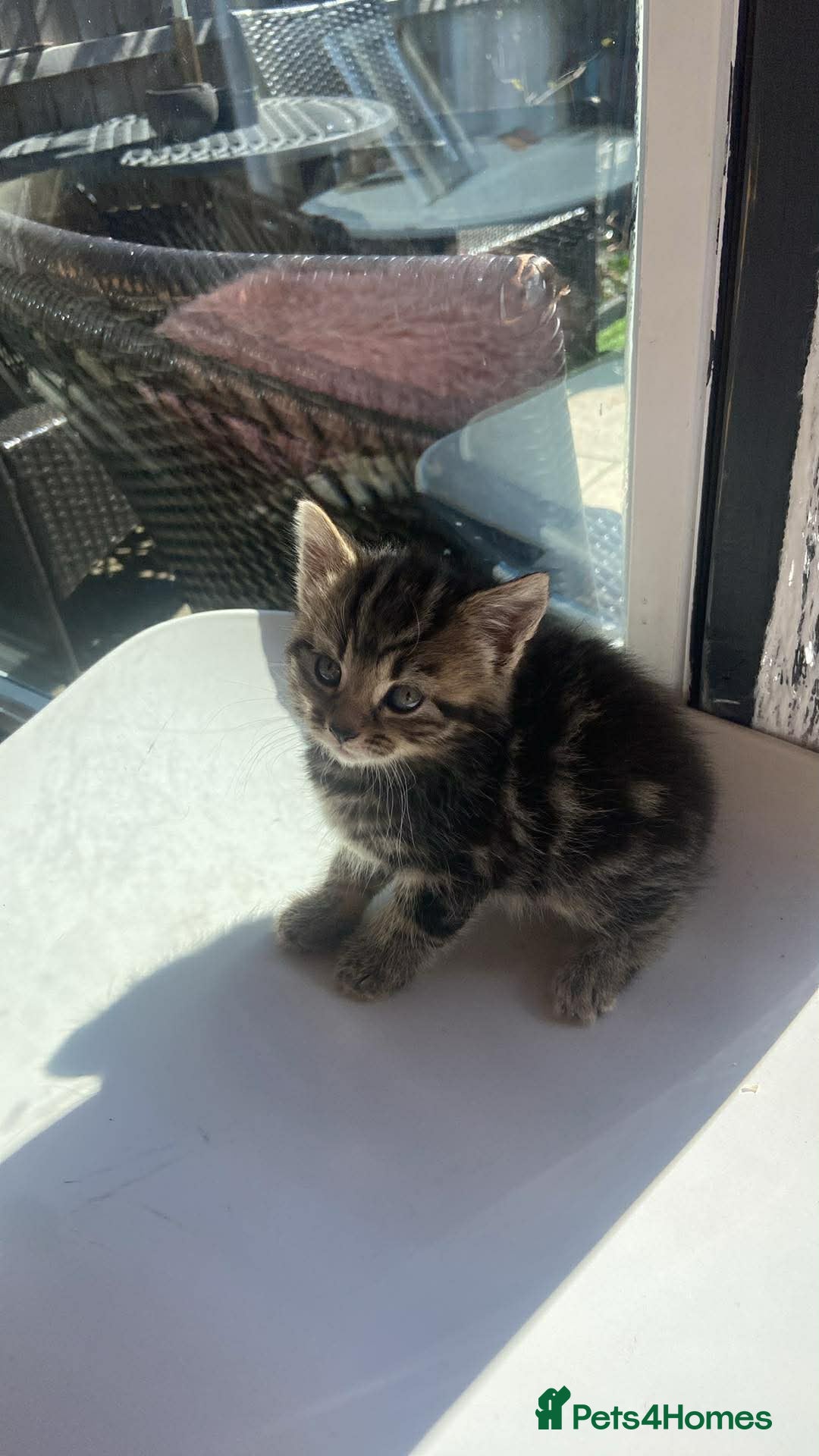 Aegean cats Tabby’s Cats  - Advert 2