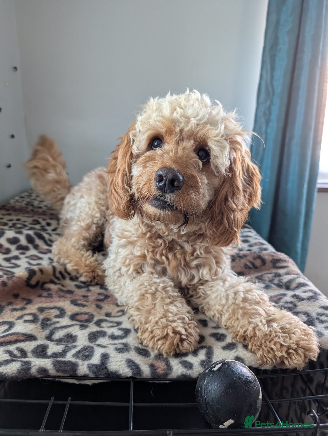 Cockapoo dogs for sale: F1 Apricot male cockapoo (stunning) - Advert 2