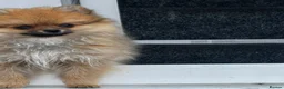 Pomeranian dogs for sale: Tiny Pomeranian Puppies🏡👀  - Advert 6