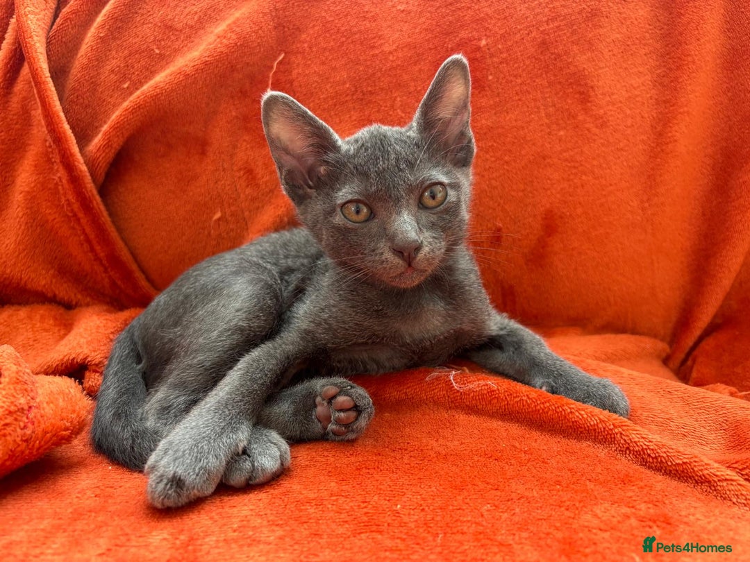 Korat cats for sale: Korat Kittens - Image 11