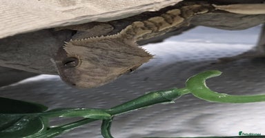 Gecko reptiles - Advert 9