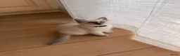 Ragdoll cats for sale: Gorgeous Blue Point Ragdoll Kittens Available  - Advert 20