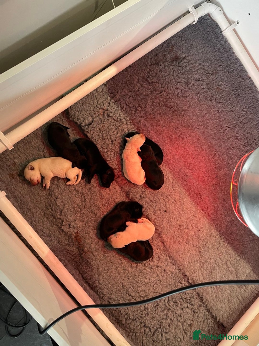 Labrador Retriever dogs for sale: Equal parts adventure and sofa buddies (Labradors) - Image 29
