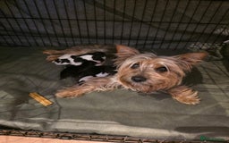 Yorkshire Terrier dogs for sale: Yorkies puppies for sale - Image 7
