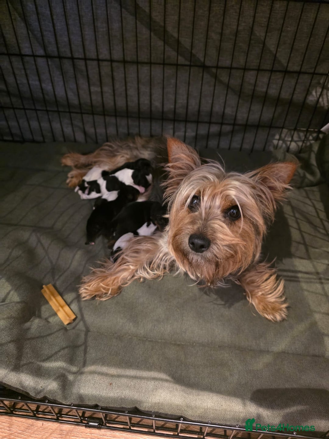 Yorkshire Terrier dogs for sale: Yorkies puppies for sale - Image 7