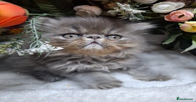 Persian cats - Advert 14