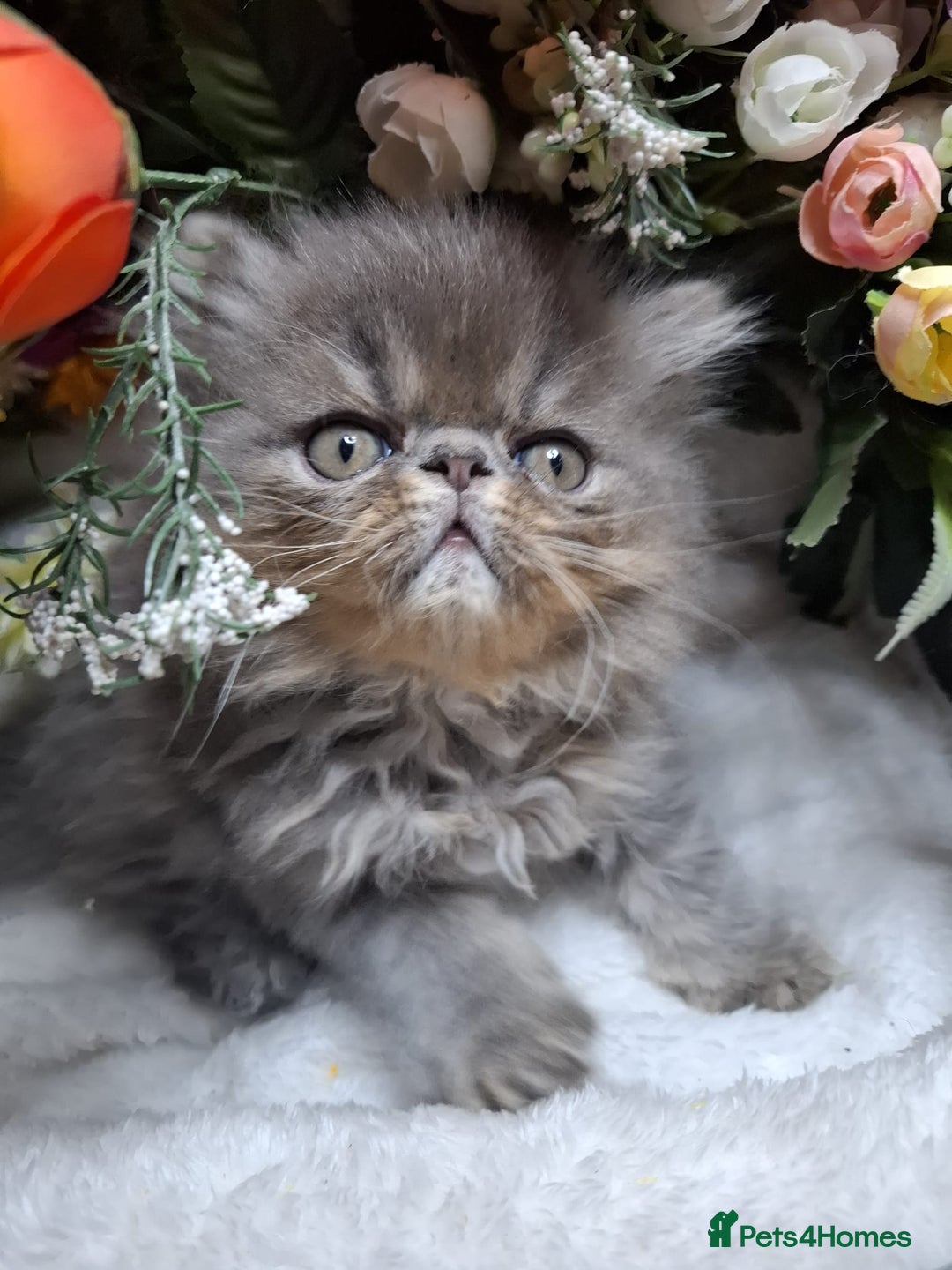 Persian cats for sale: Persian Kittens looking for their forever homes - Image 3