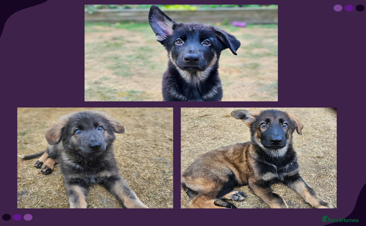 German Shepherd dogs - Advert 3