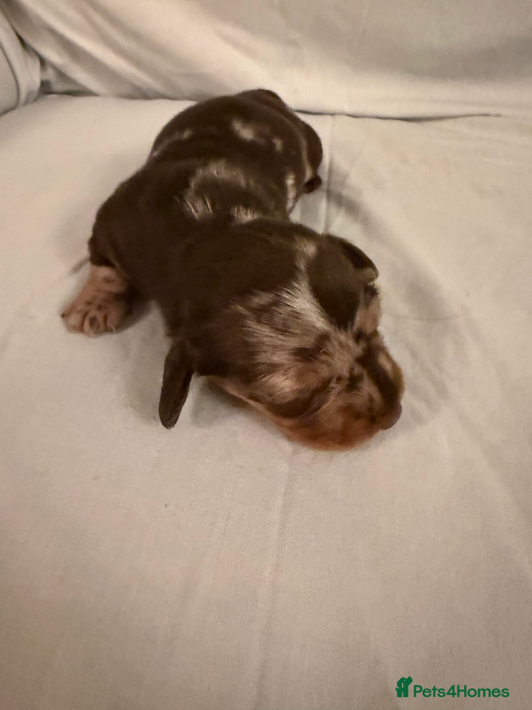 Dachshund dogs for sale: Miniature Dachshund puppies for sale - Advert 26