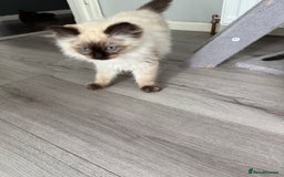 Ragdoll cats for sale: Ragdoll - Image 9