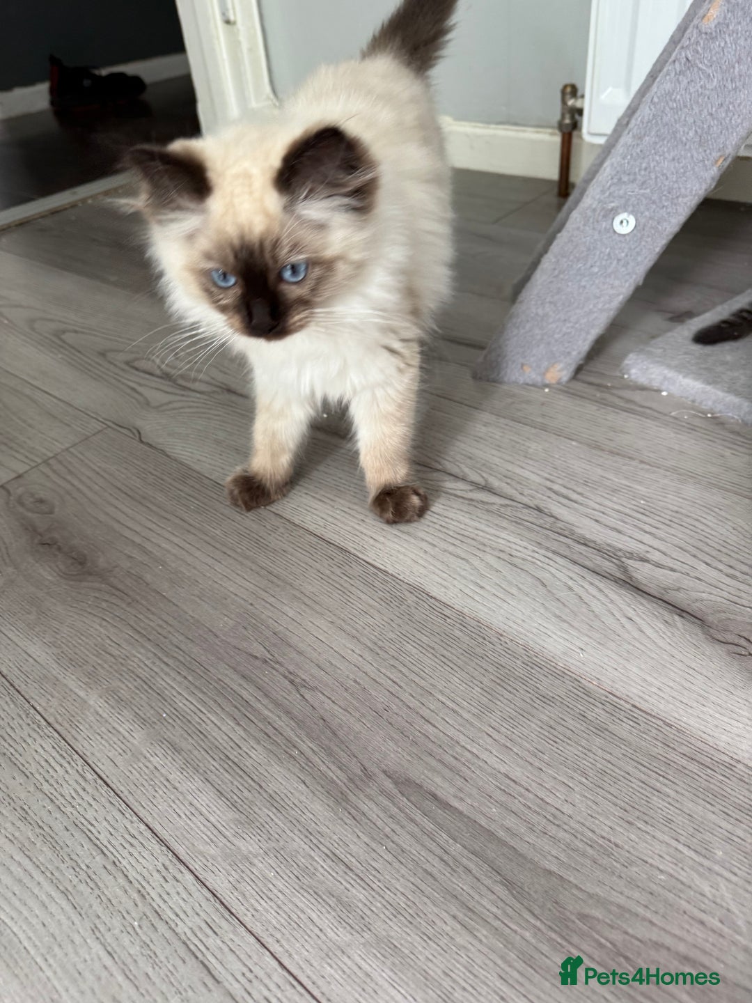 Ragdoll cats for sale: Ragdoll - Image 9
