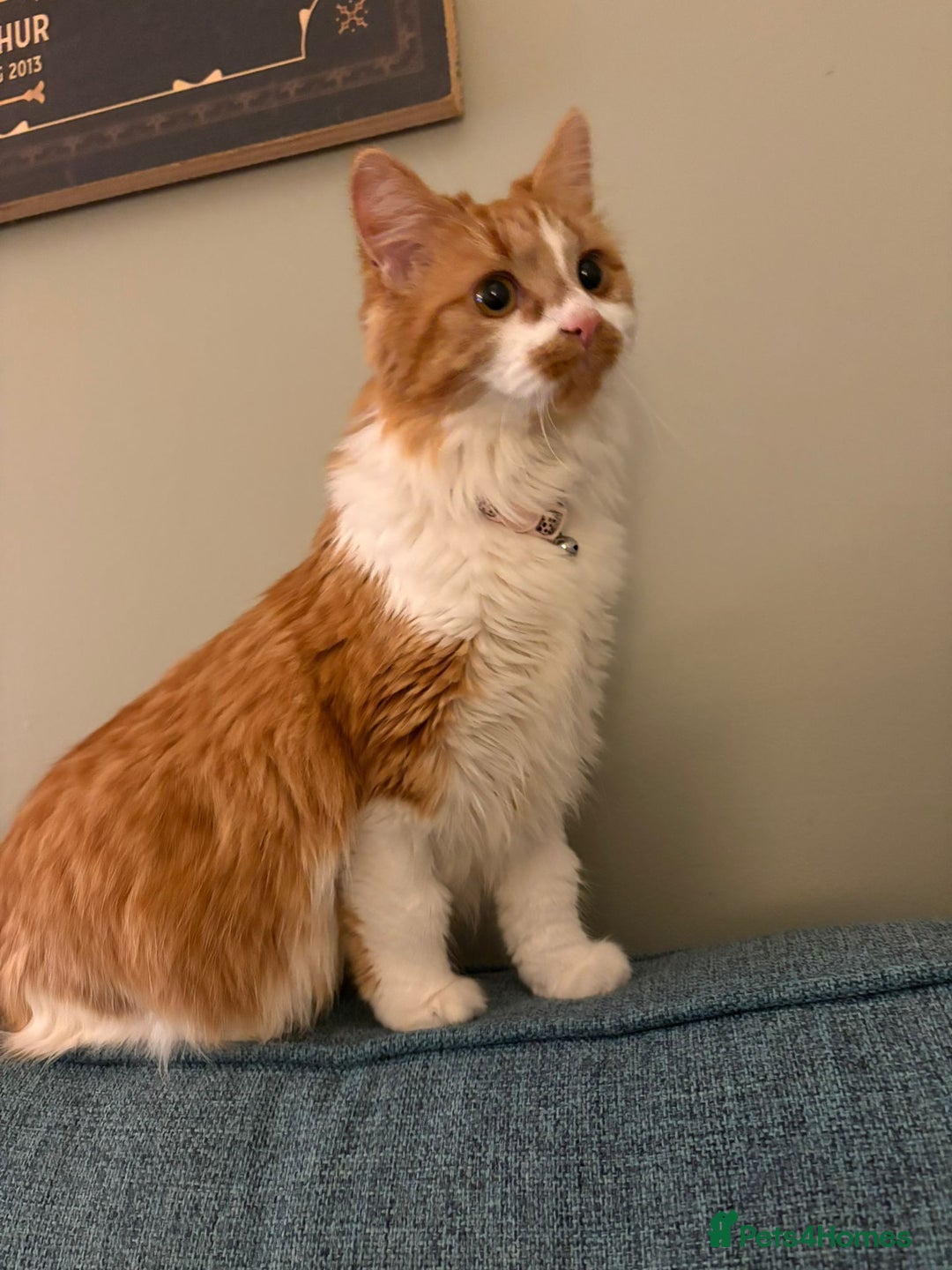 British Longhair cats for sale: Maeve - Advert 1