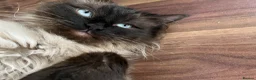 Mixed Breed cats for sale: Stunning Ragdoll / Bengal Mixed Kittens in Shipley - Advert 18