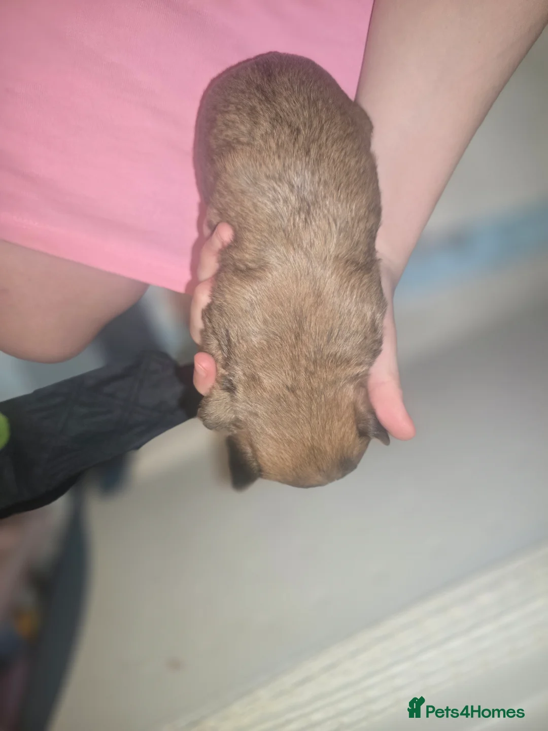 Yorkshire Terrier dogs for sale: wonderful puppies yorkshire terrier - Advert 27